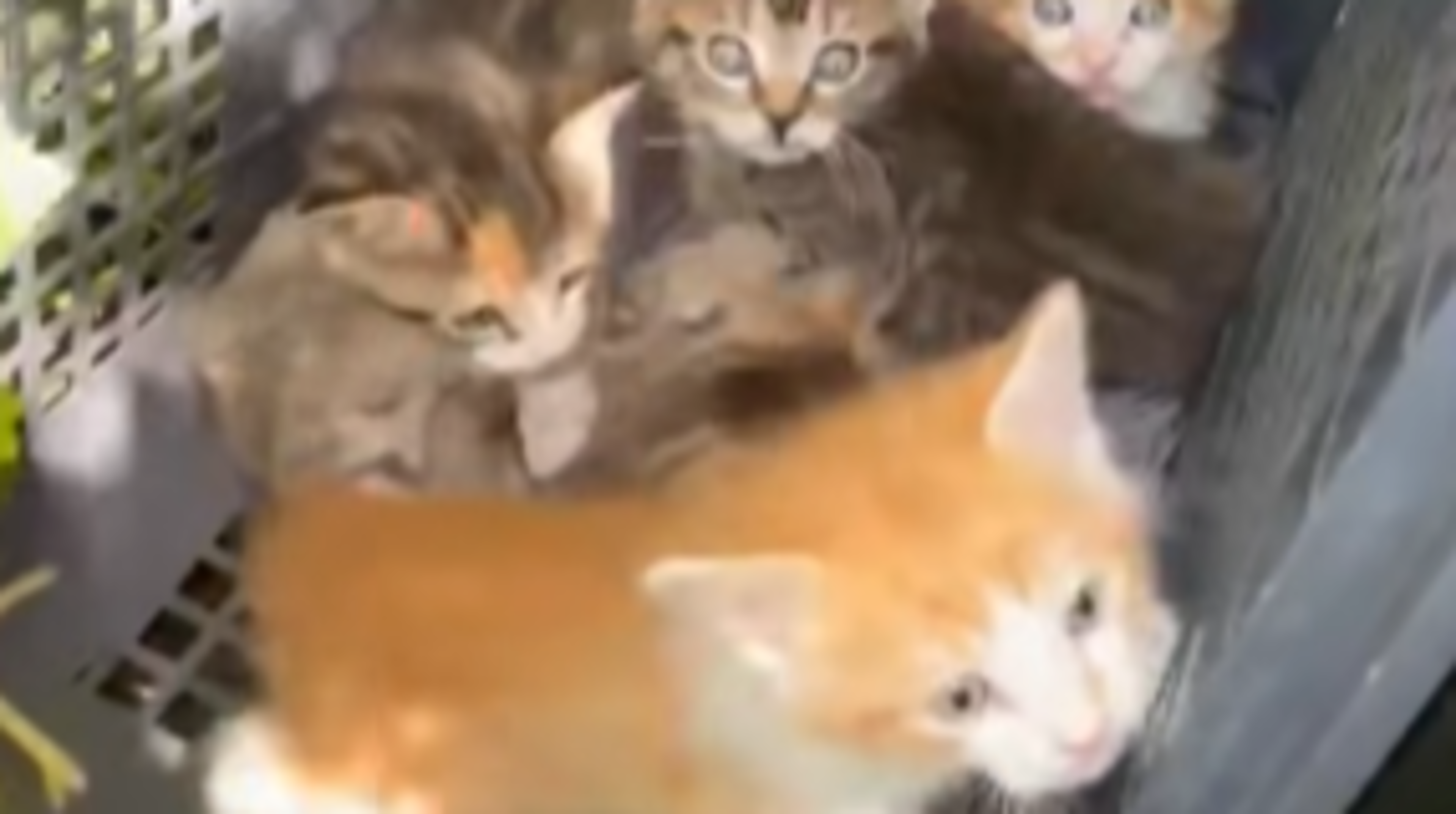 Kittens found in shopping basket by Galway roadside